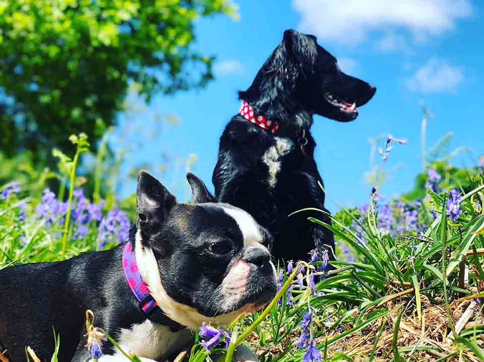 Two dogs wearing dog collars