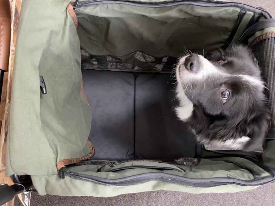 dog checking out the giant pet wagon