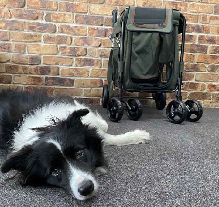 Review: Ibiyaya Gentle Giant Pet Wagon Ibiyaya Pet Wagon Review 7