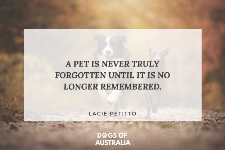 More Heartwarming Losing A Pet Quotes