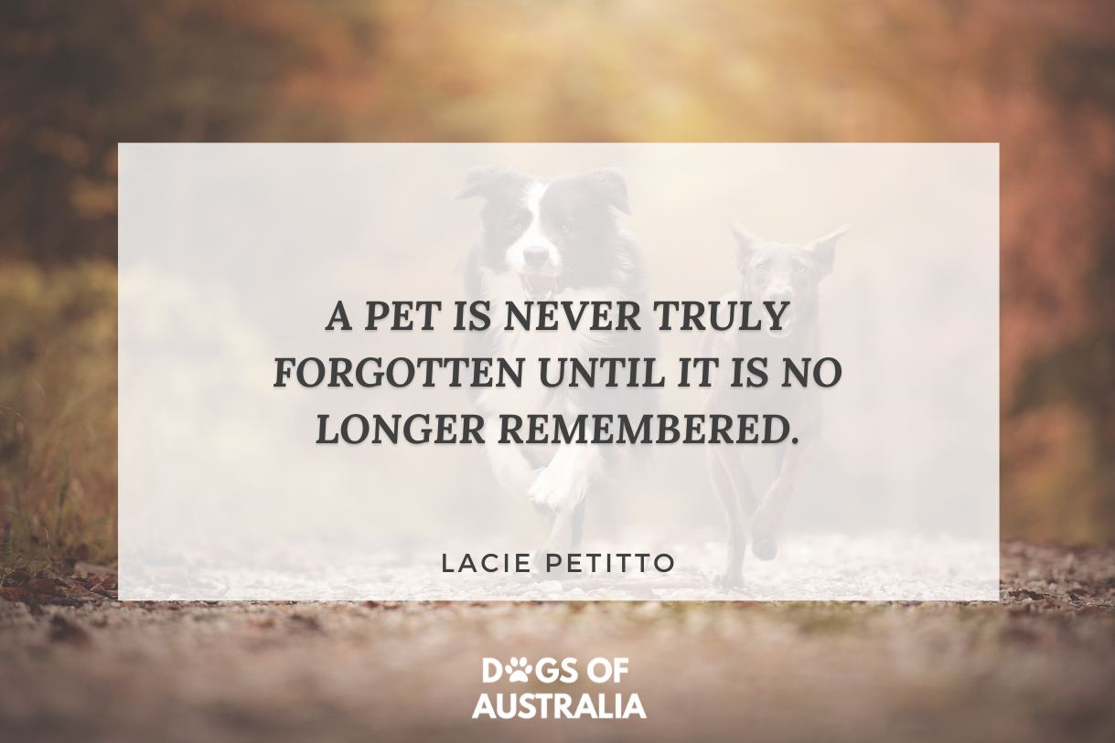 17+ Heartwarming Losing A Pet Quotes