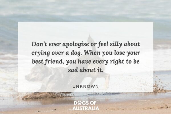 Heartwarming Losing A Pet Quotes