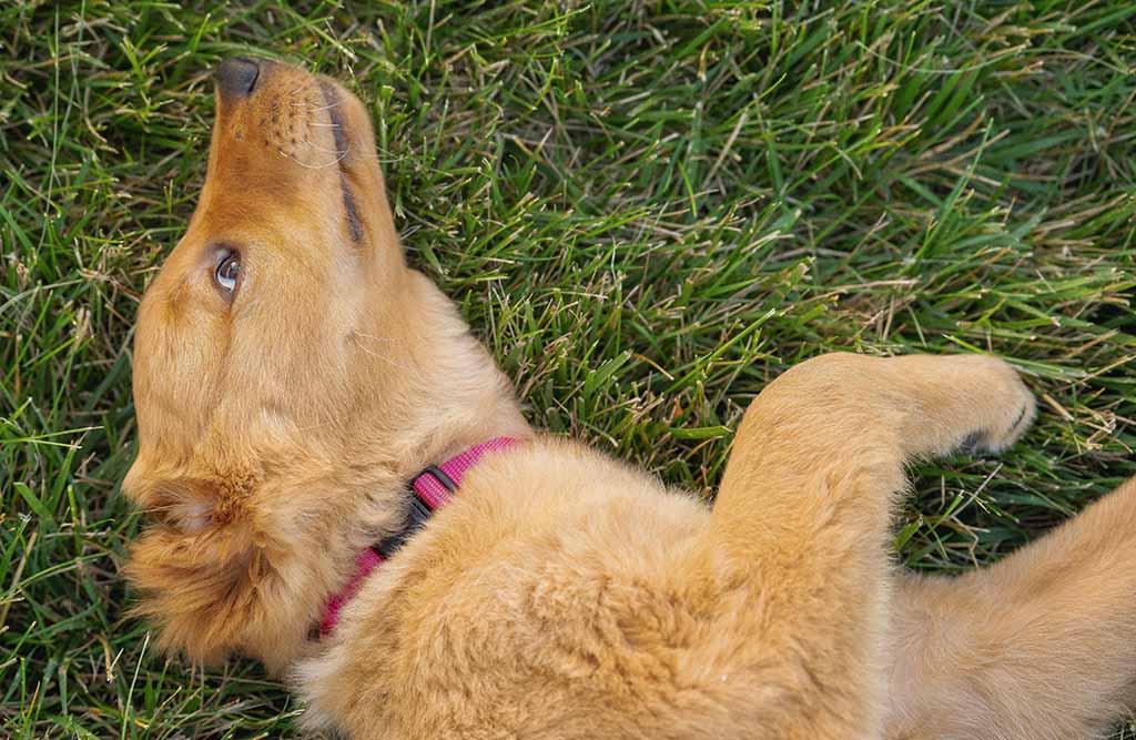 dog lying in grass wearing a pink dog collar
