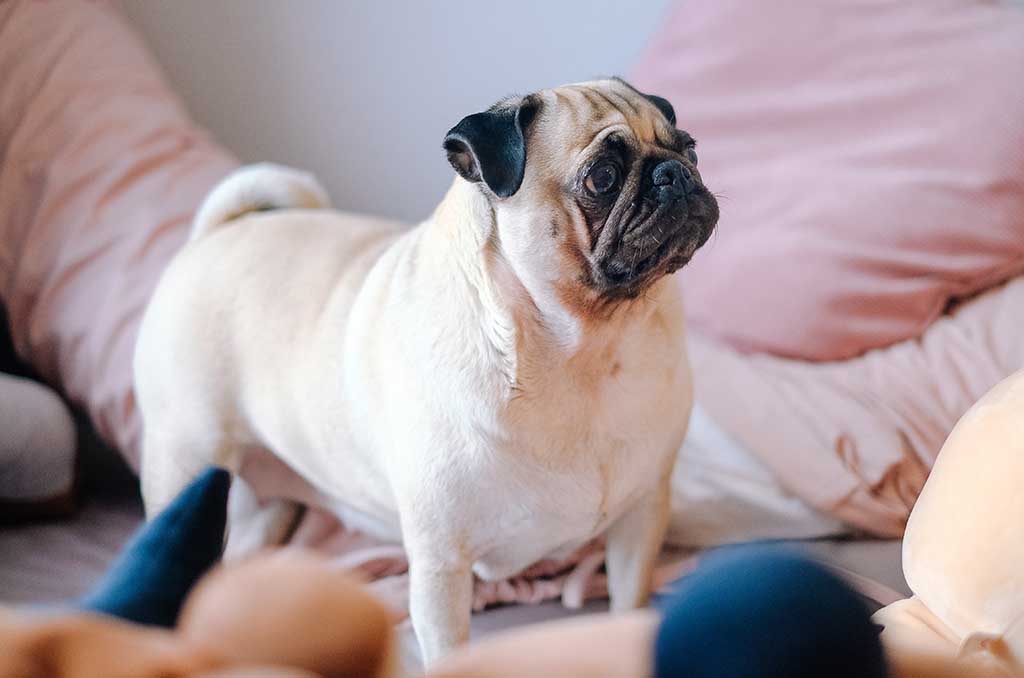 Pug with pink dog bed