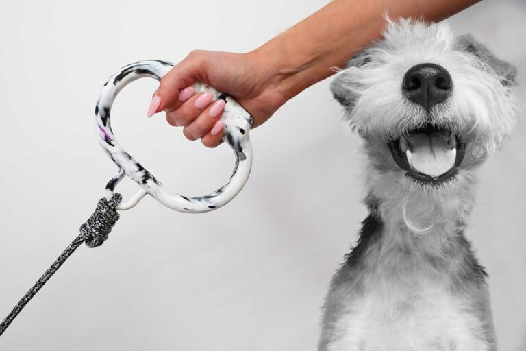 27+ Unique Dog Leashes For All Occasions