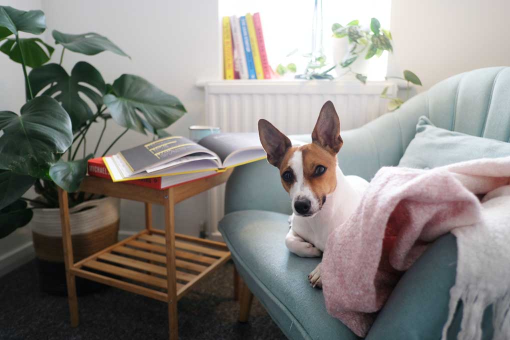 Jack russell terrier relaxing on couch