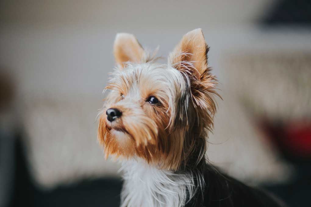 Yorkshire Terrier dog looking at the sun