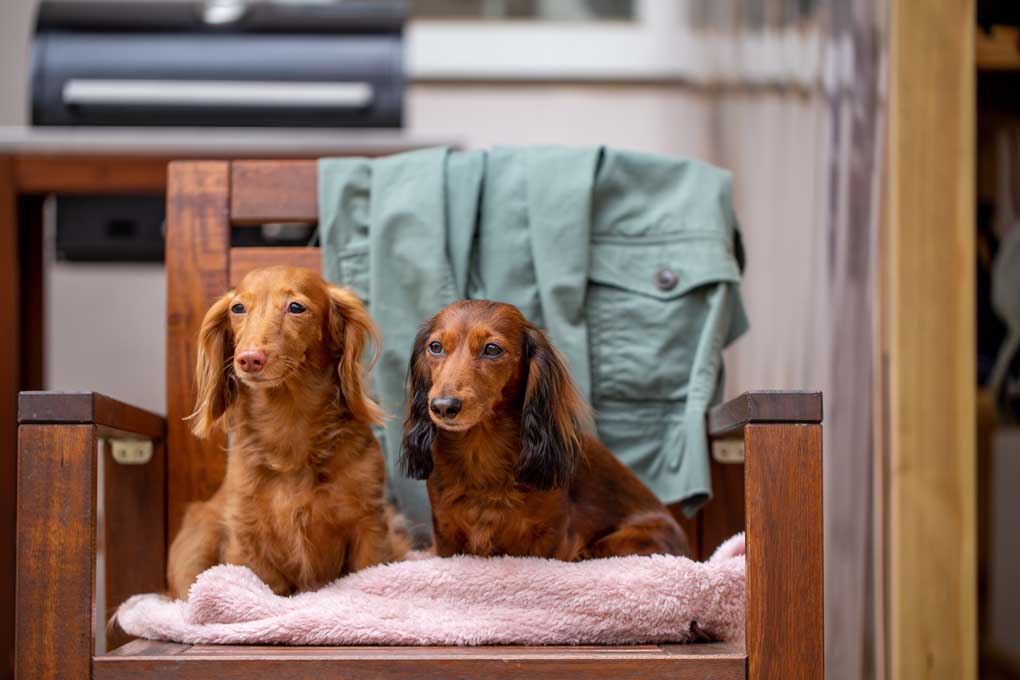 Dog best sale blankets australia