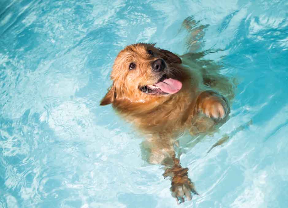 dog swimming in pool