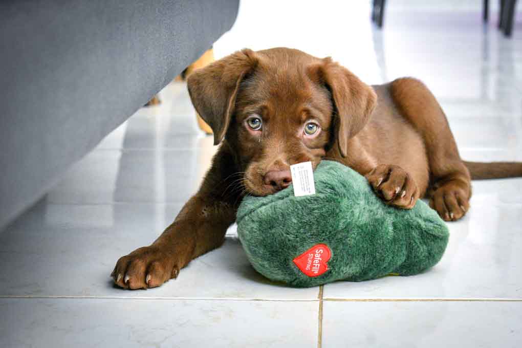 Best toys on sale for labrador puppies