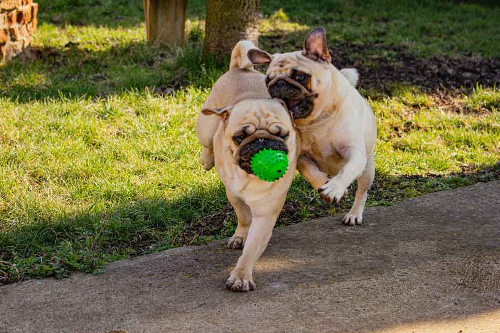 pugs playing with a toy