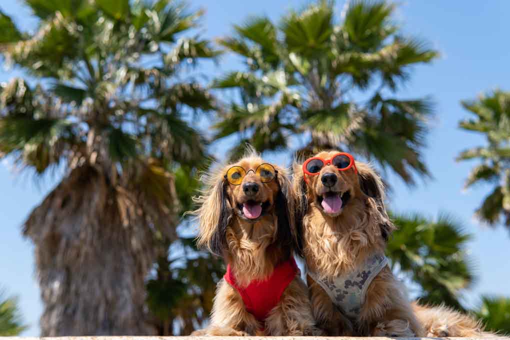 two dachshunds wearing harnesses