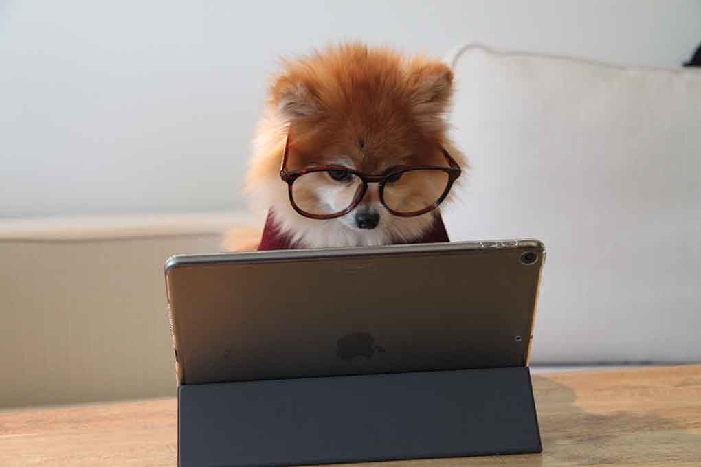 Dog writing a pet resume