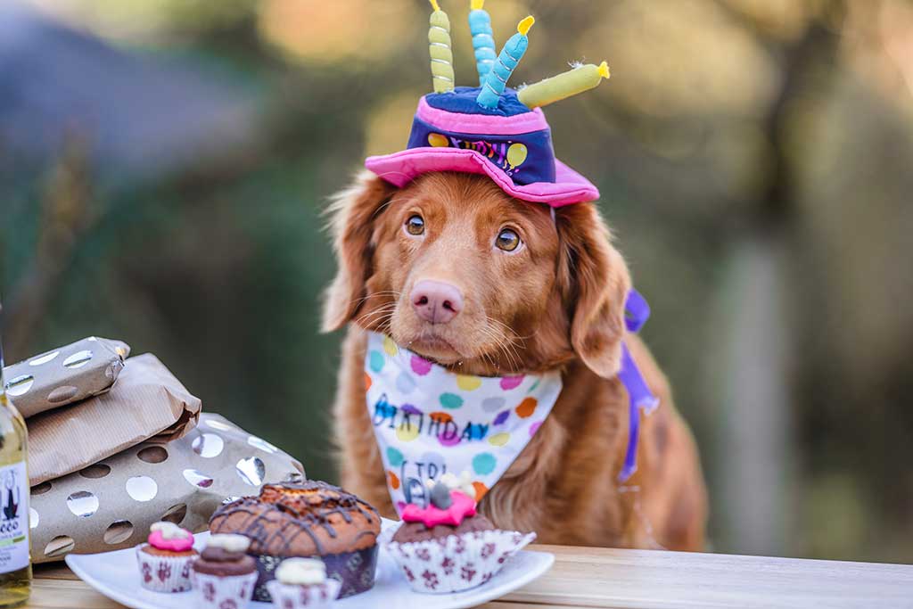 Puppy birthday cakes near me hotsell