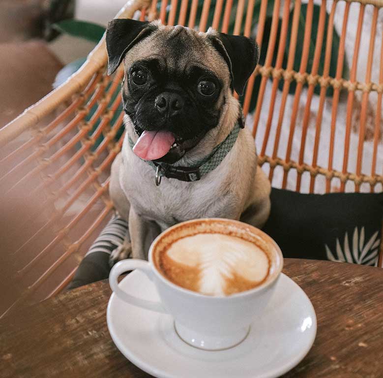 Dog with coffee