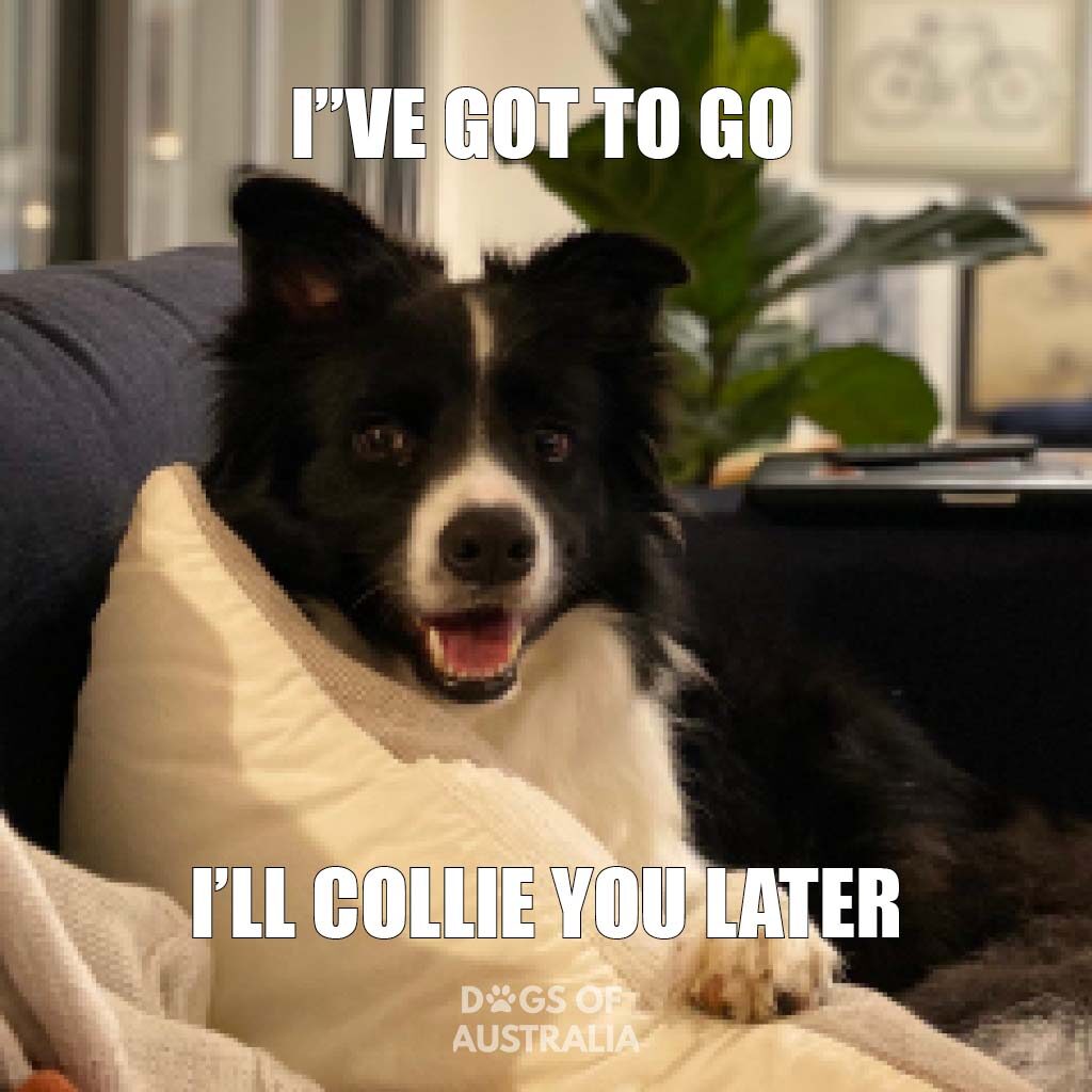 Collie you later border collie meme