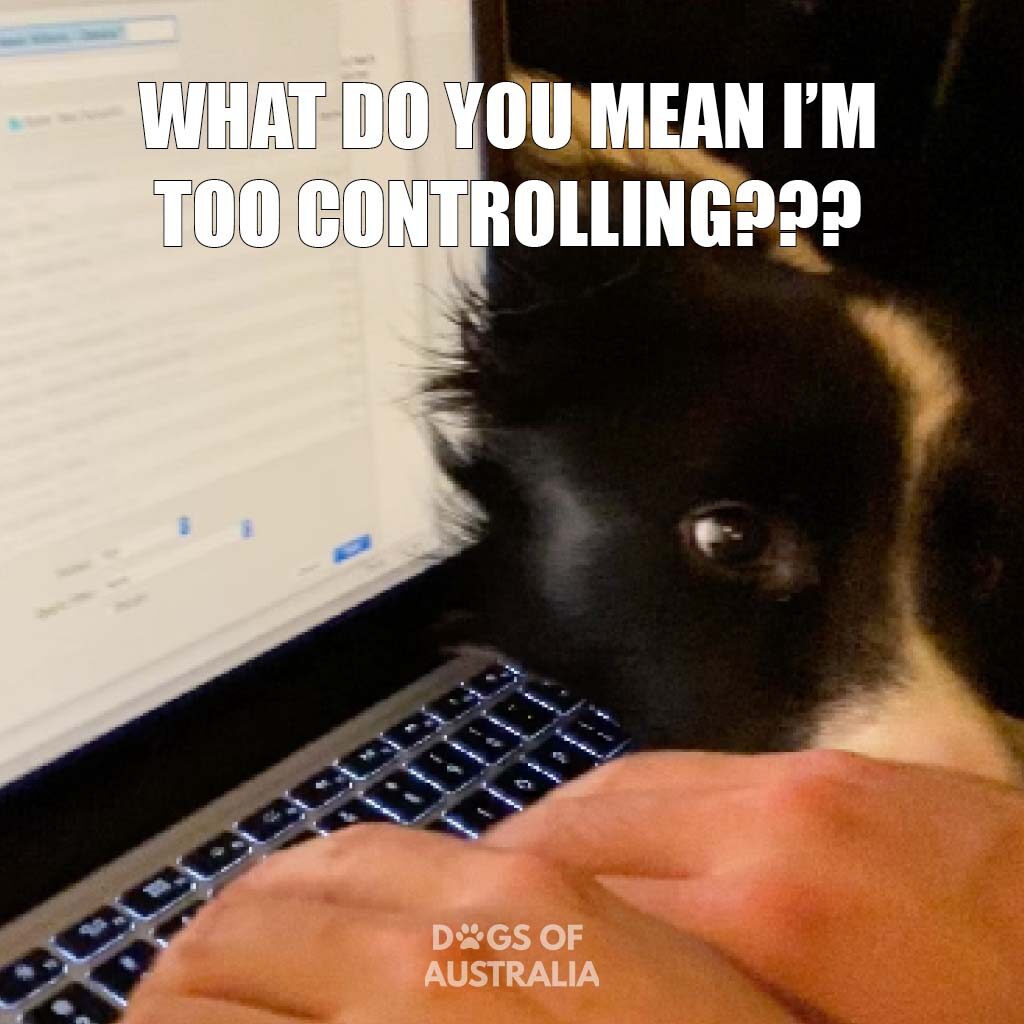 Too controlling border collie meme