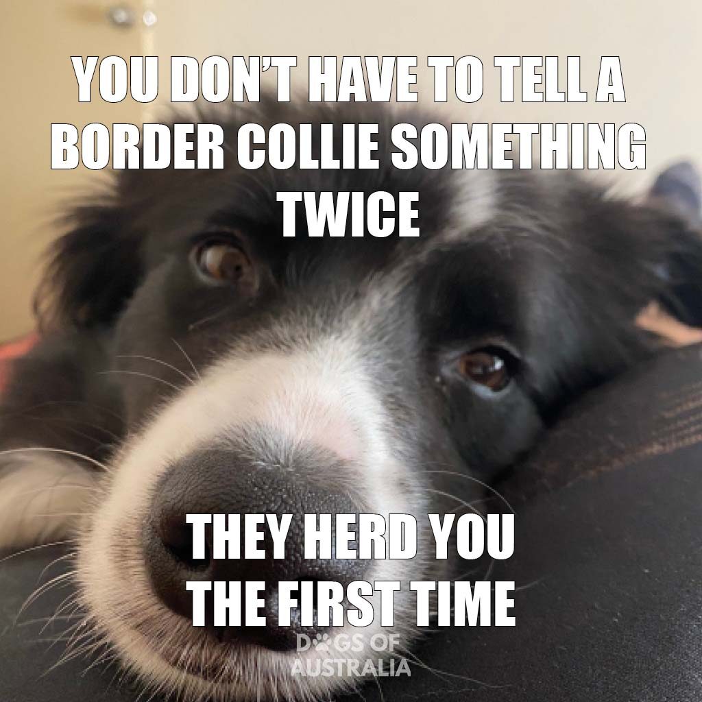 Border collie herd you the first time meme