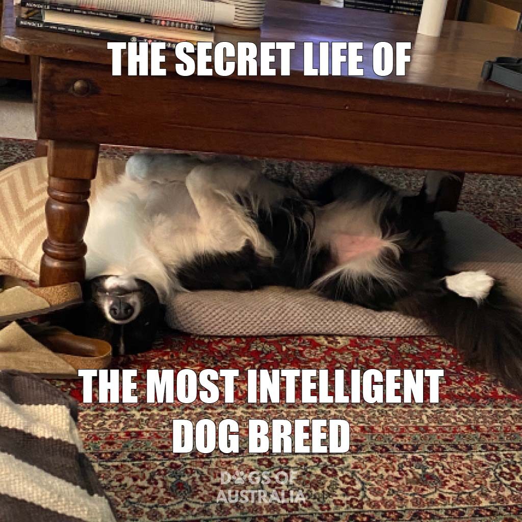 The most intelligent dog breed border collie meme