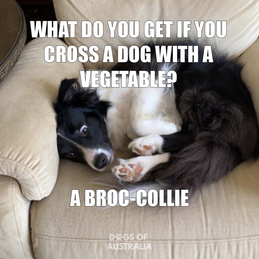 Broc-collie meme