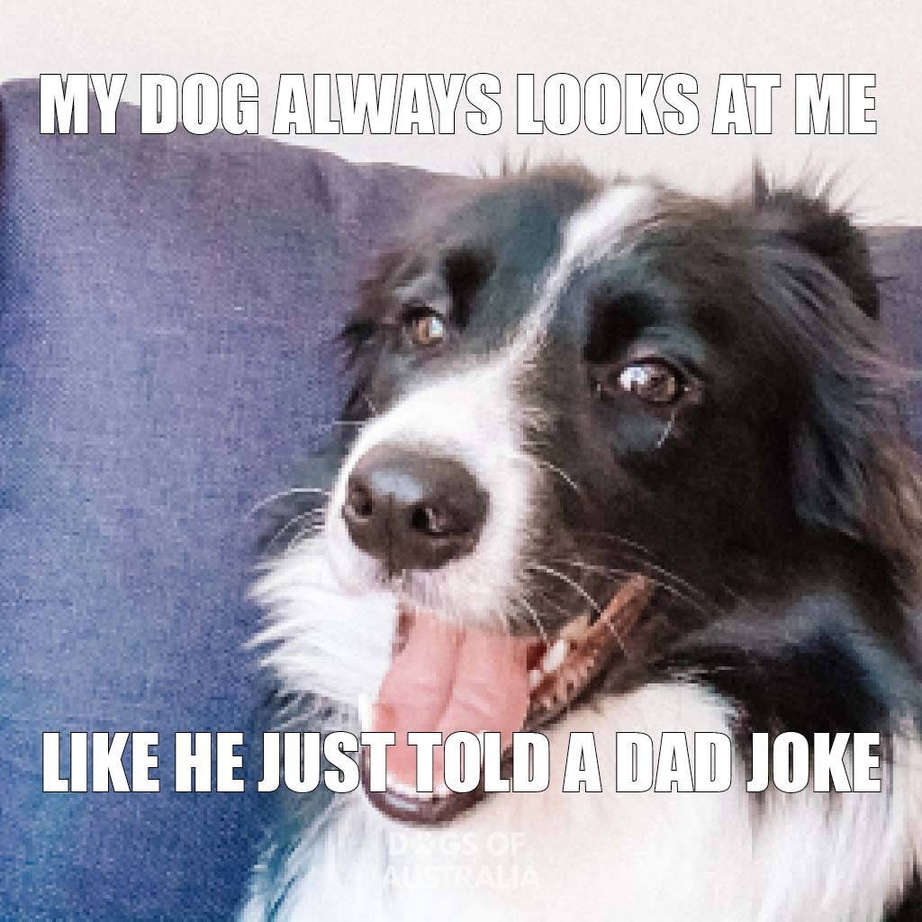 Border collie dad joke meme