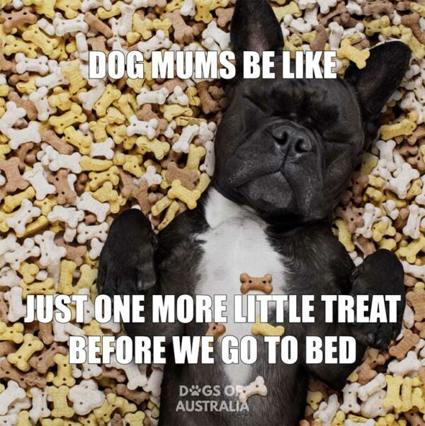 25+ Hilarious Dog Memes You Need To See