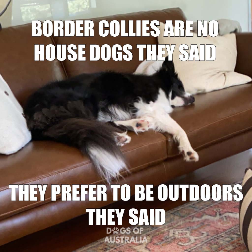 Border collies are no house dogs meme