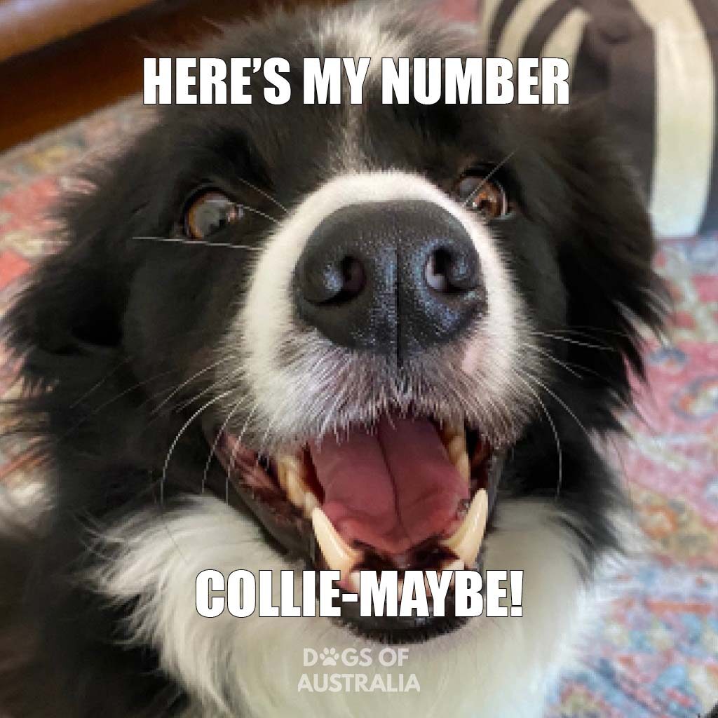 Top 10: Funny Border Collie Memes You Need To See (+ 1 Bonus Meme) Dog memes4