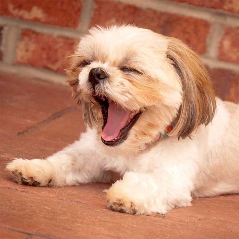 laughing dog