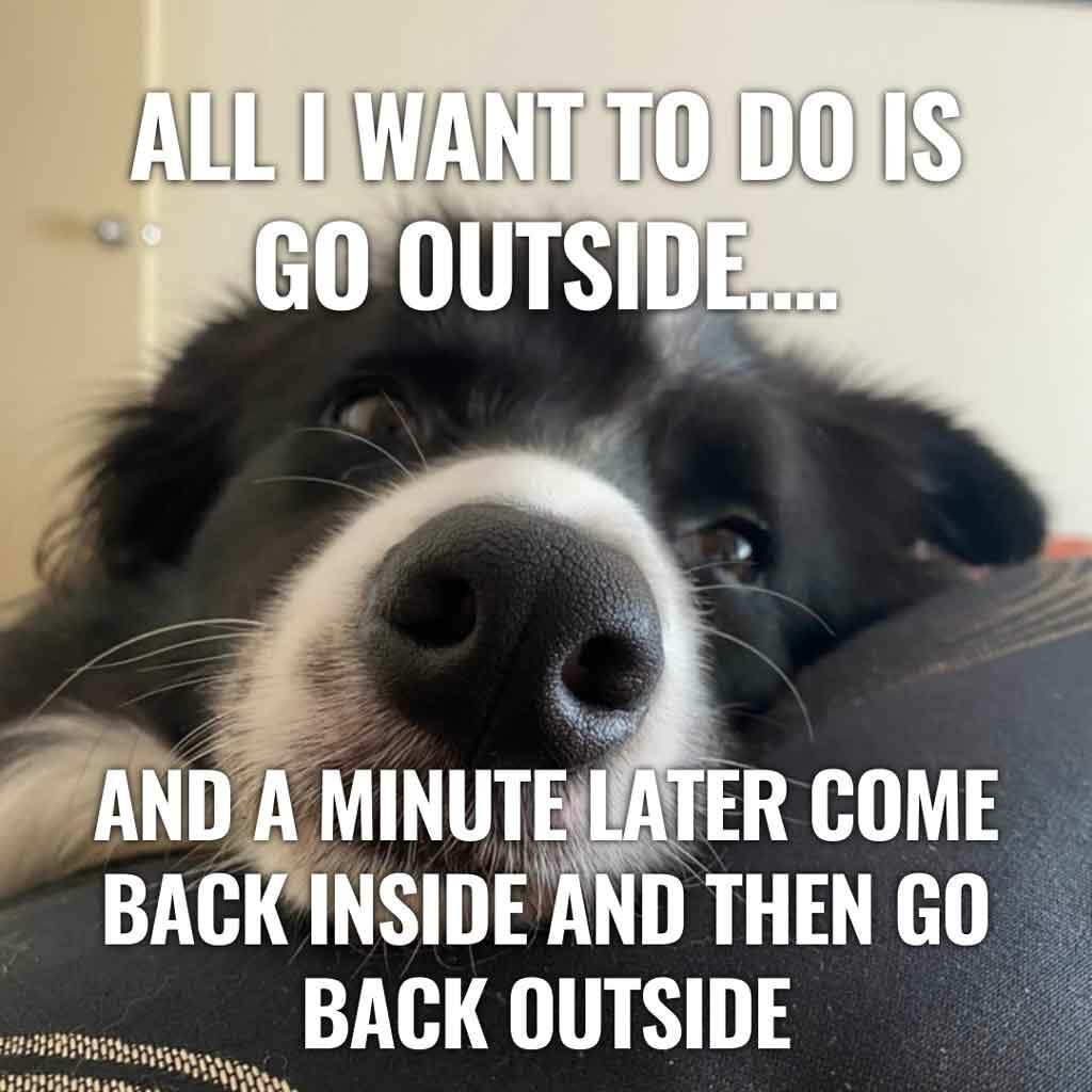 funny border collie meme