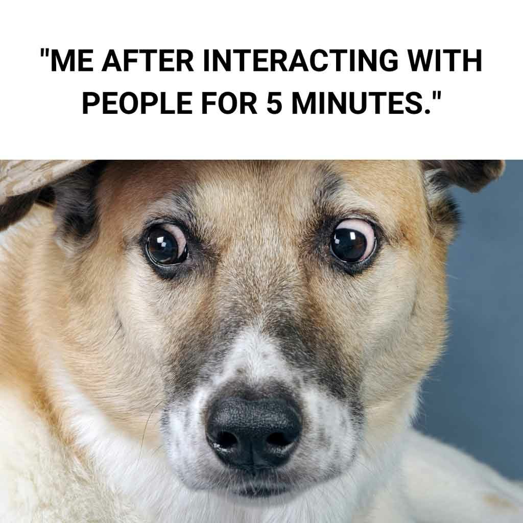 funny dog meme