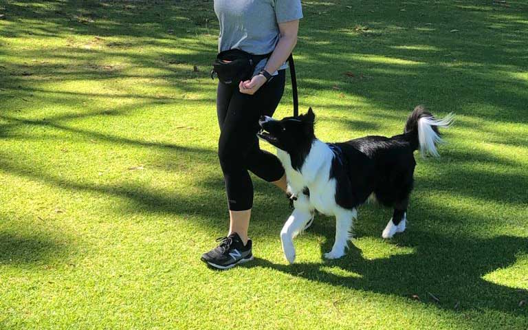 Dog in training wearing a perfect fit harness