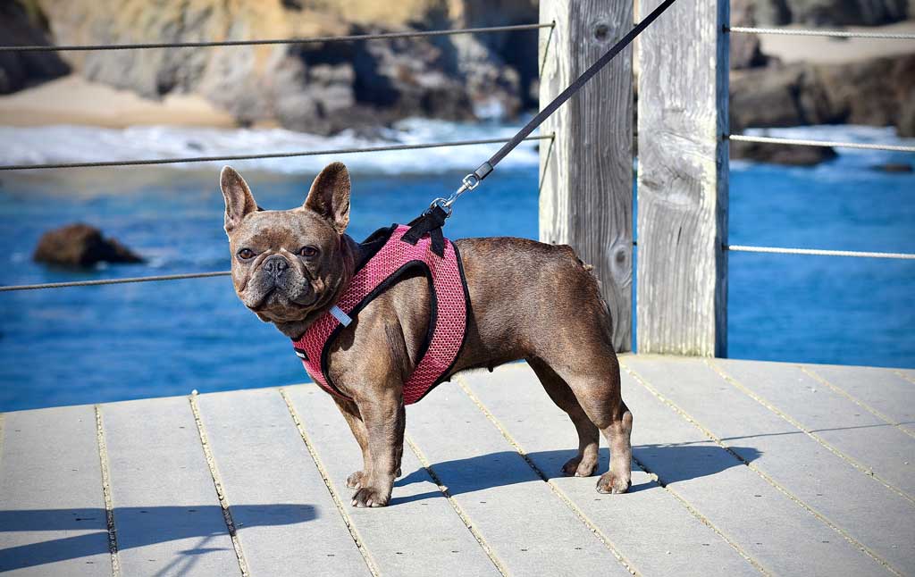Frenchie wearing a cute dog harness