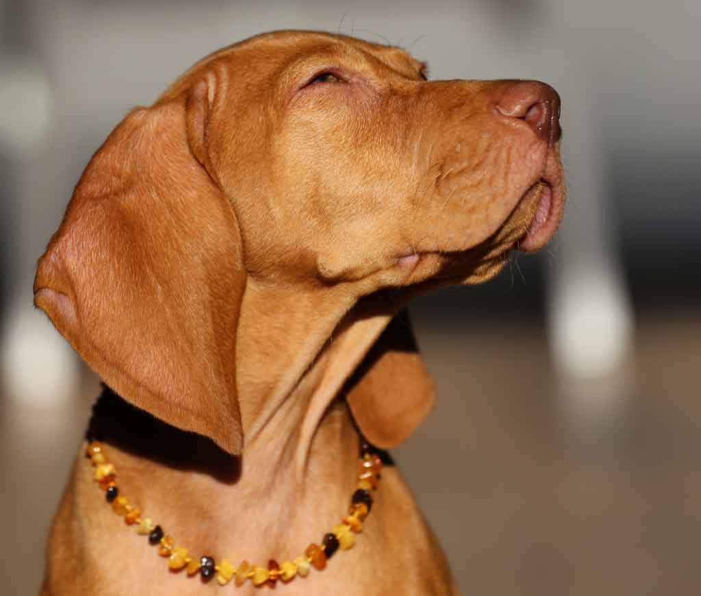 dog wearing a necklace