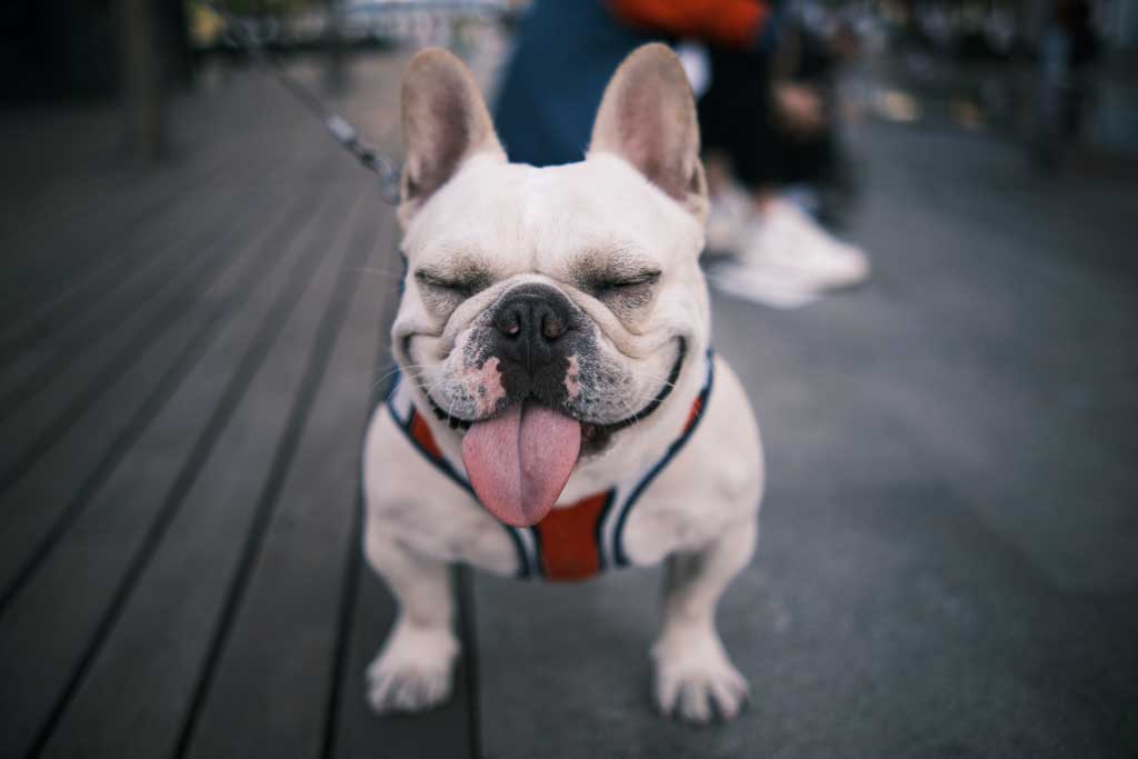 Cute french hotsell bulldog harness