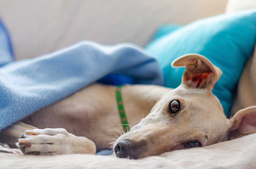 greyhound dog looking at camera