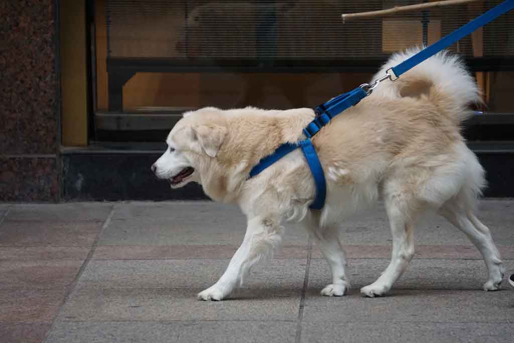dog pulling on leash