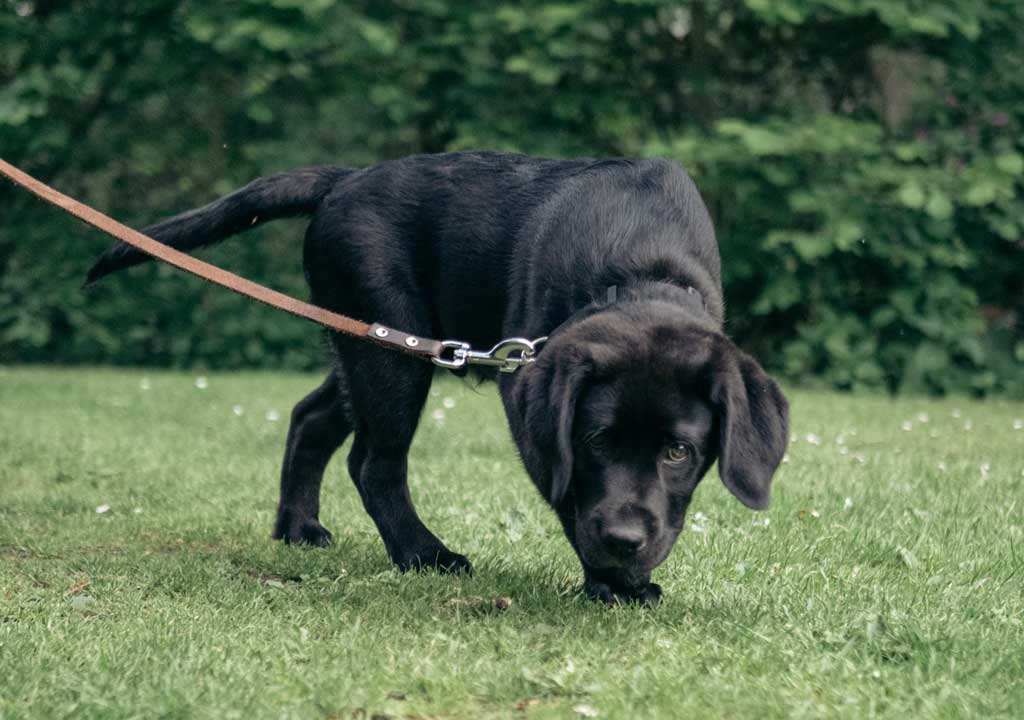 Puppy dog clipped to a leather dog leash