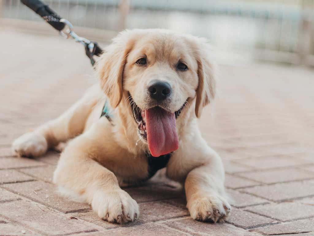 Puppy wearing a harness and looking at camera