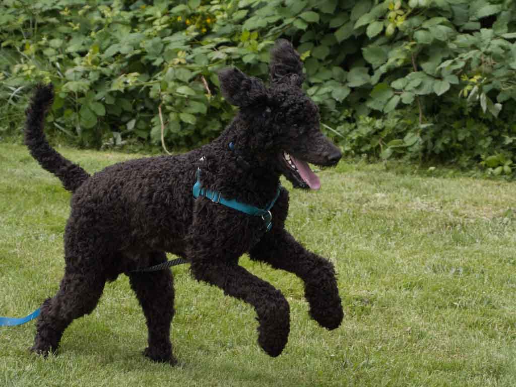 Poodle dog running on grass