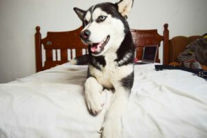Husky on a bed