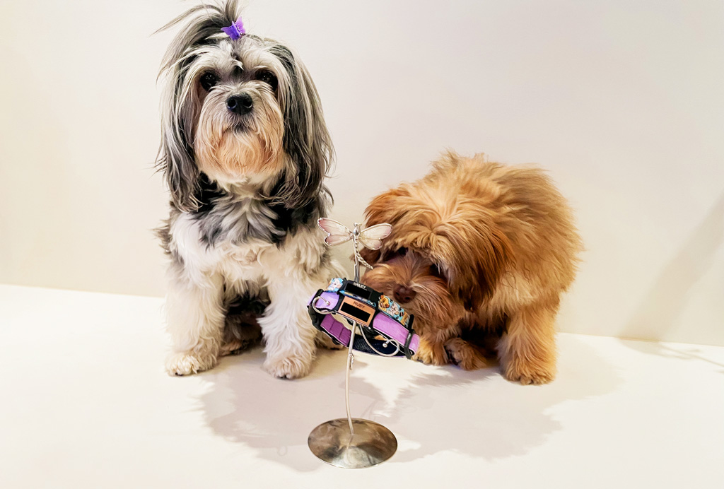 Ruby and Bailey posing with their silent dog tags