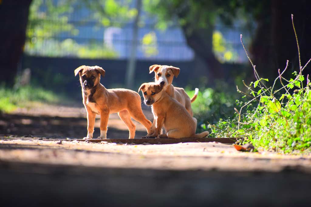 Puppies looking at camera