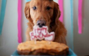 dog with a birthday cake