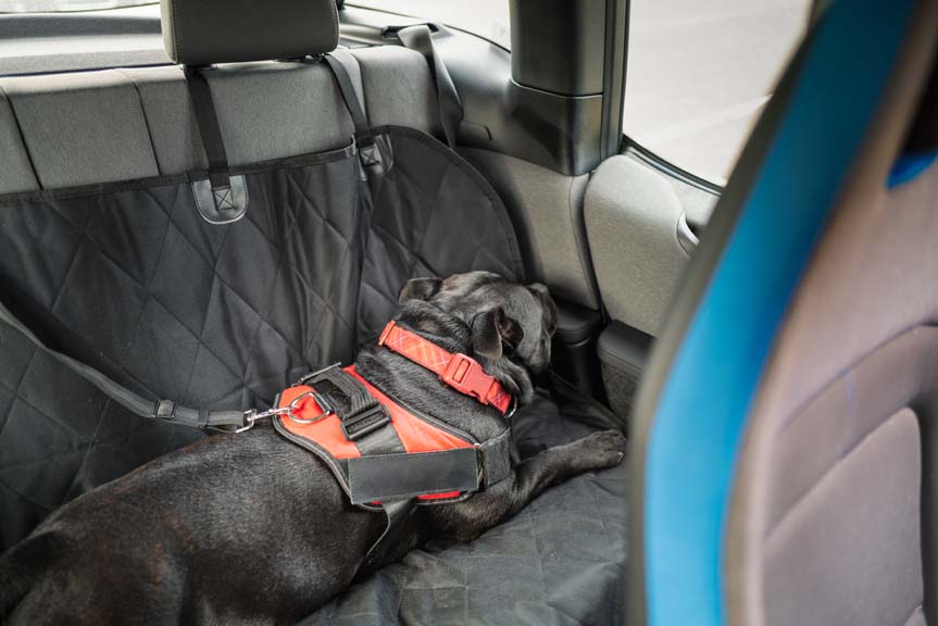 dog relaxing on dog car bed in back seat of a car