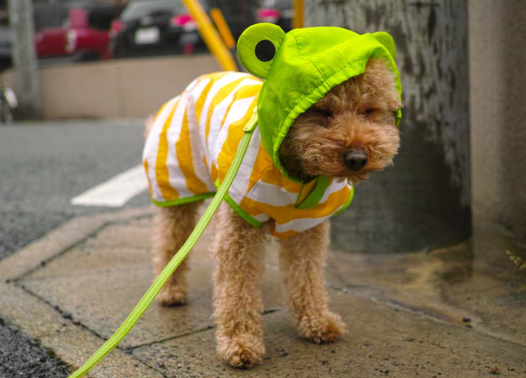 A small dog wearing a raincoat