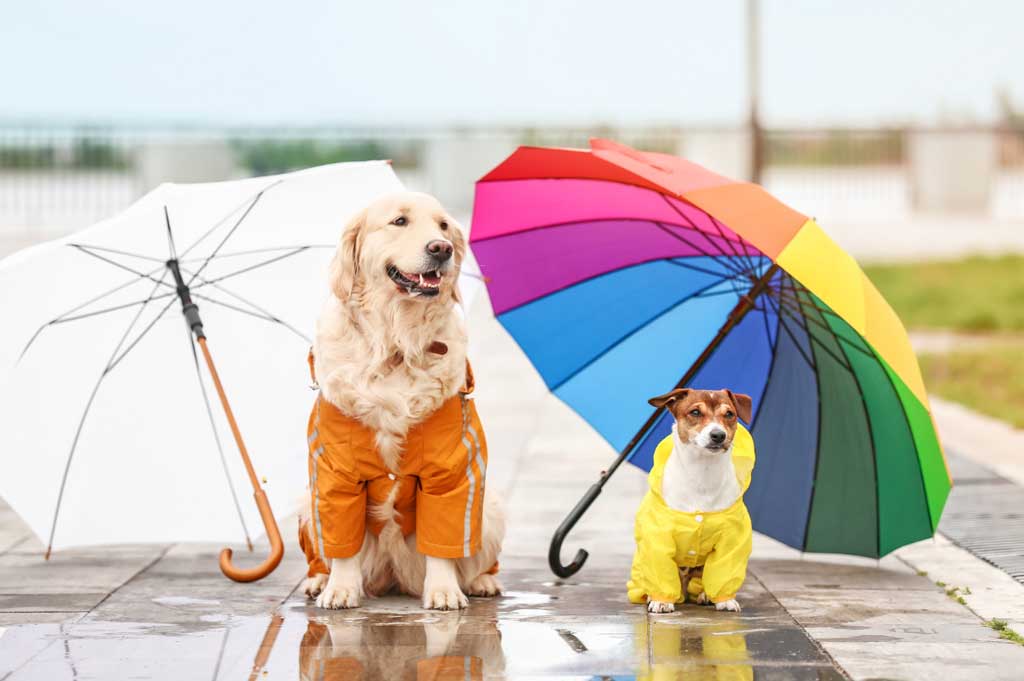 Two dogs wearing dog raincoats