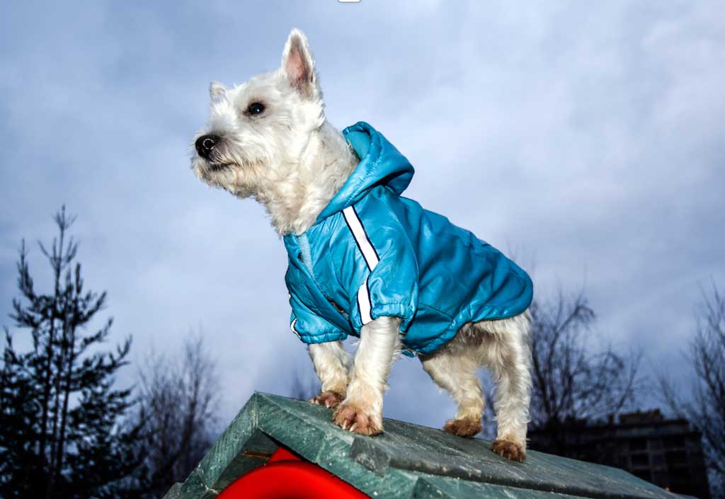 Westie raincoat on sale