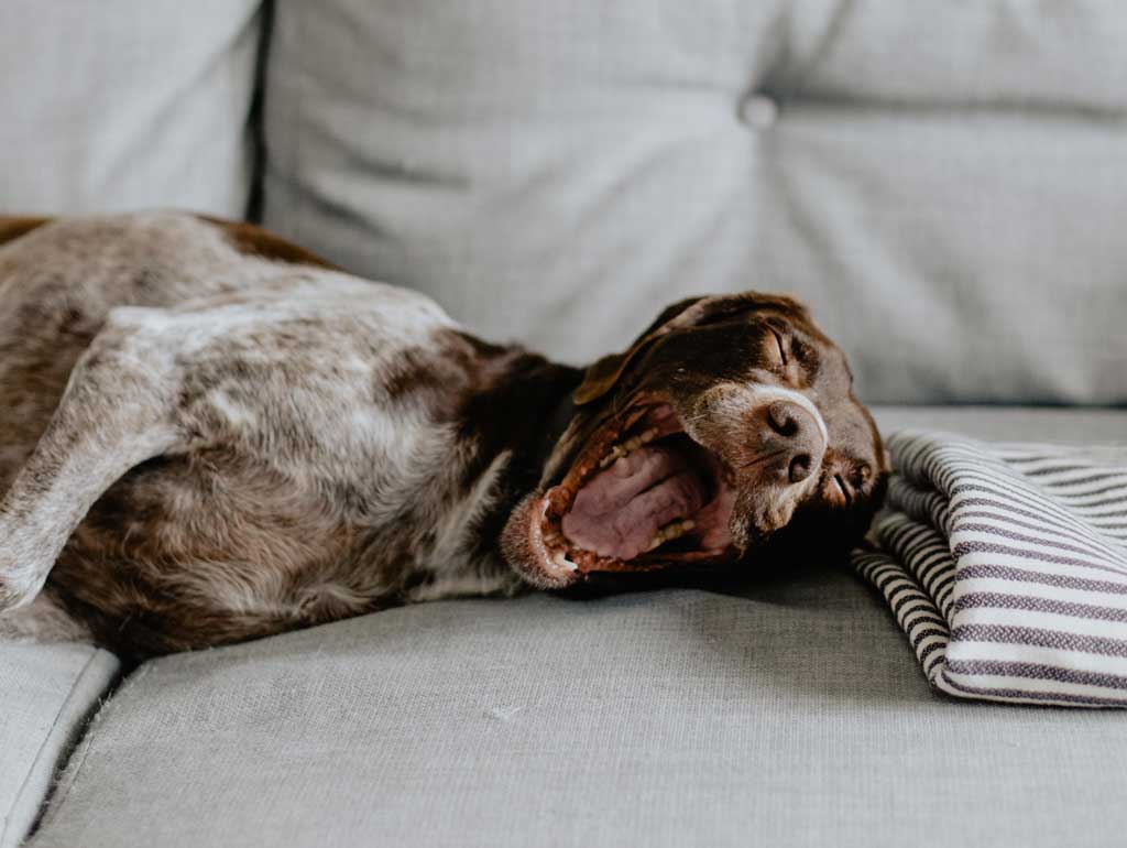 dog relaxing on couch