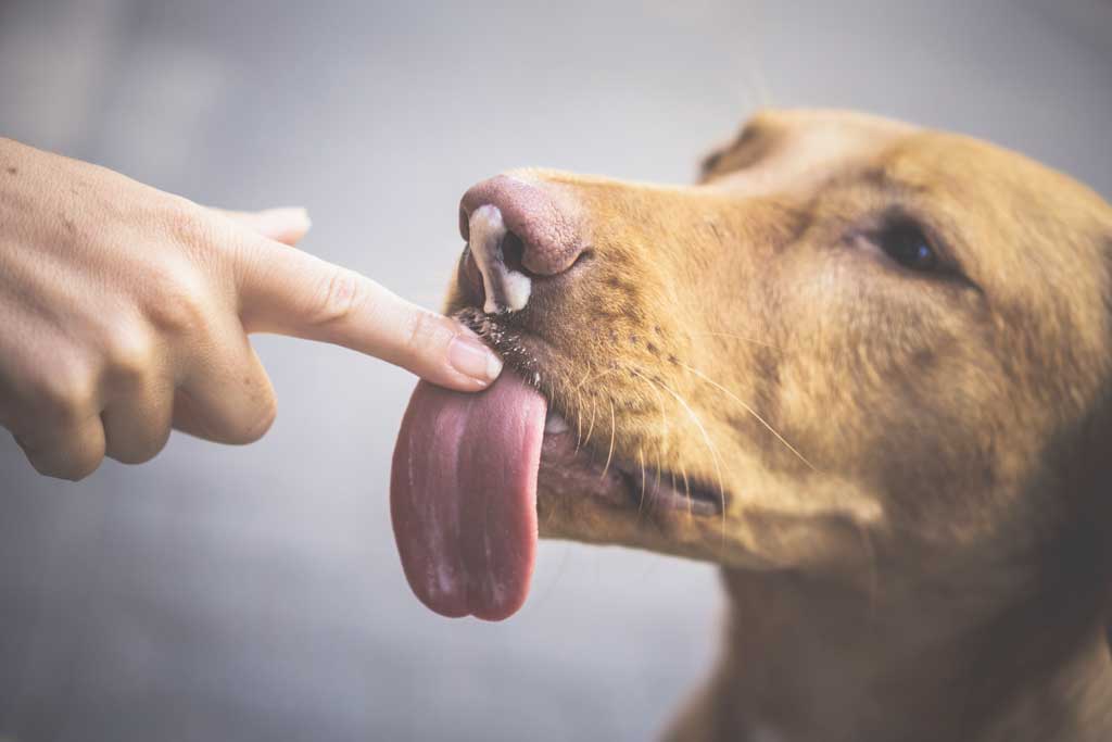 Can my clearance dog have yogurt